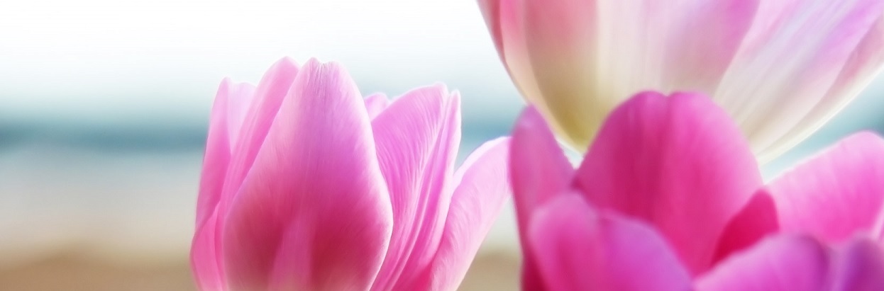 Pink-Tulips-Flowers-32